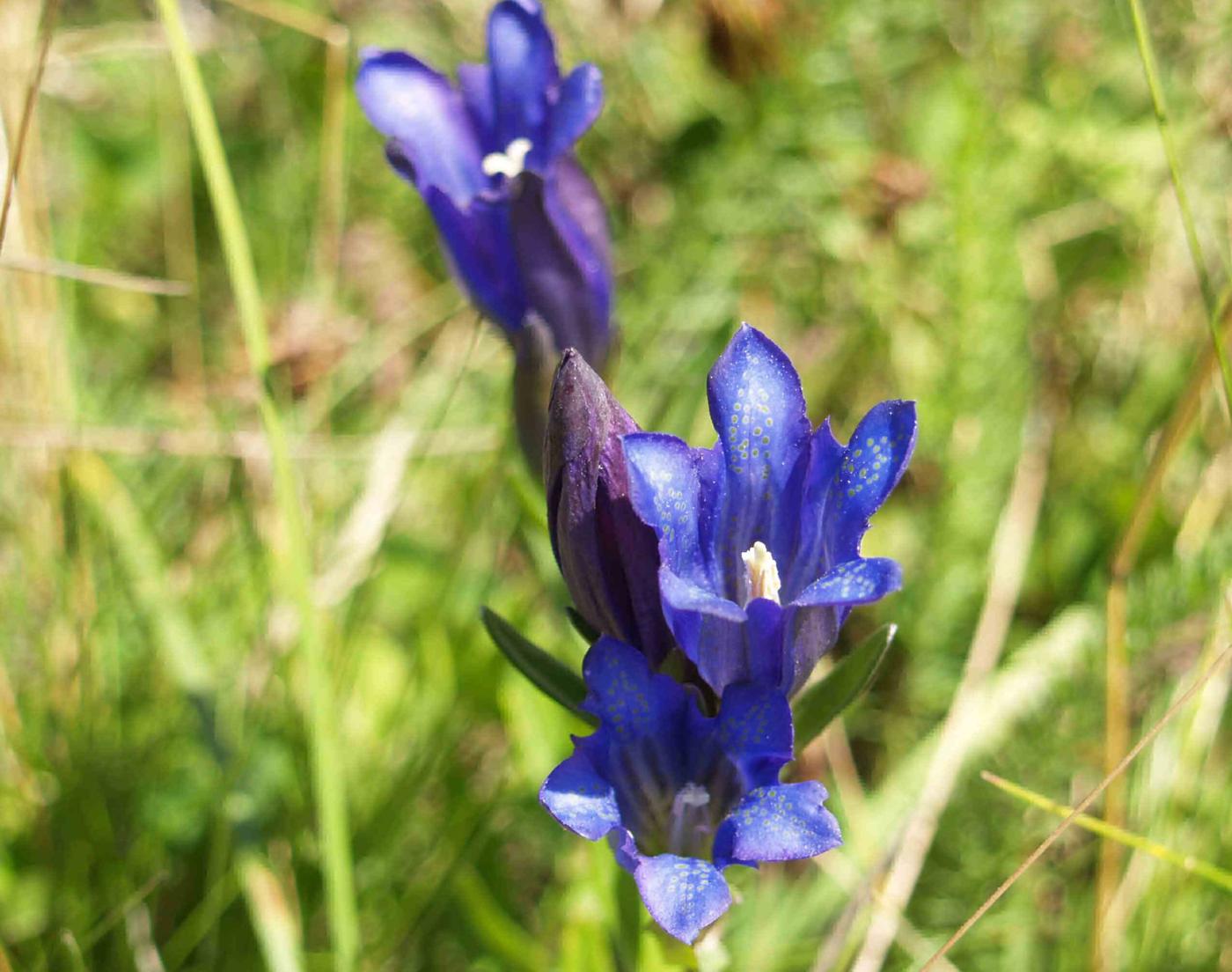 Gentian, Marsh flower